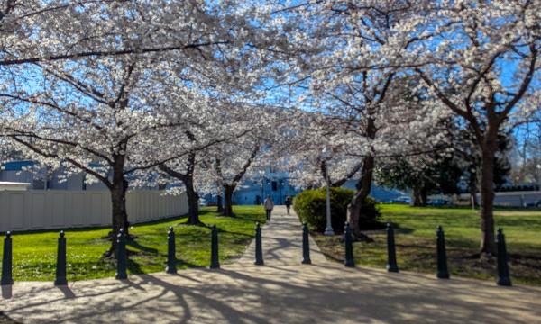 Cherry blossoms in Washington, DC.