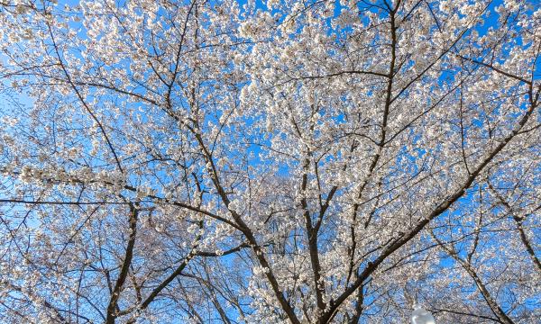 Cherry blossom tree in bloom.